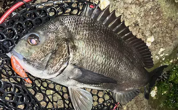 「「想定外の大型魚がヒット！」 夜磯メバリング釣行で良型ヒラスズキを手中【福岡】」の画像