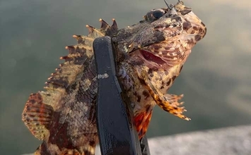 海水温25℃を超えると夏魚のシーズンが本格化！ 大阪湾沿岸で狙えるターゲットを紹介