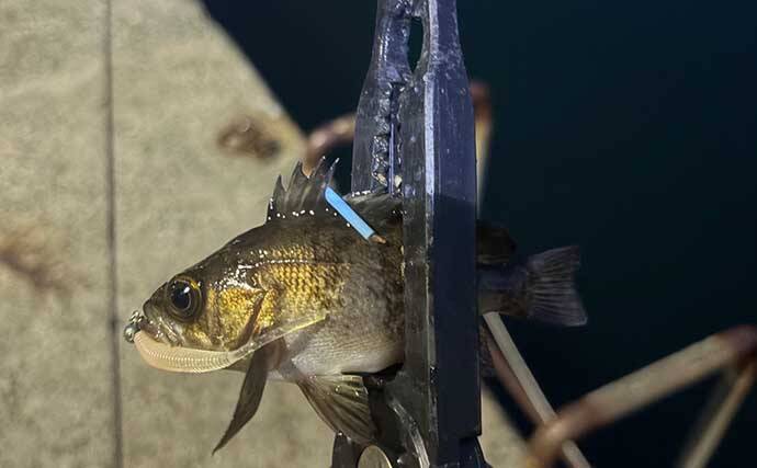 海水温25℃を超えると夏魚のシーズンが本格化！ 大阪湾沿岸で狙えるターゲットを紹介