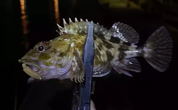 「海水温25℃を超えると夏魚のシーズンが本格化！ 大阪湾沿岸で狙えるターゲットを紹介」の画像