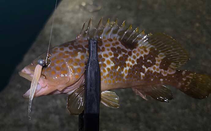 海水温25℃を超えると夏魚のシーズンが本格化！ 大阪湾沿岸で狙えるターゲットを紹介