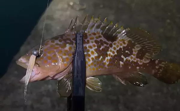 「海水温25℃を超えると夏魚のシーズンが本格化！ 大阪湾沿岸で狙えるターゲットを紹介」の画像