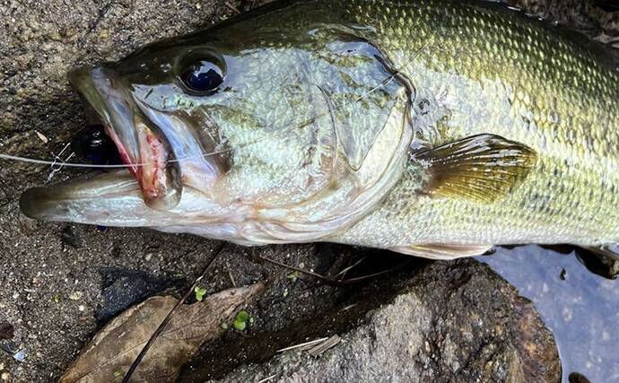 バス釣りでの テキサスリグに軽めのシンカーがオススメ な理由3選 22年7月3日 エキサイトニュース