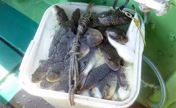 大原沖ショウサイフグ釣りで爆釣【千葉・孝栄丸】カットウ仕掛けで入れ食い