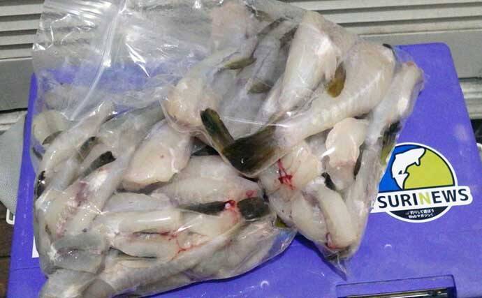 大原沖ショウサイフグ釣りで爆釣【千葉・孝栄丸】カットウ仕掛けで入れ食い