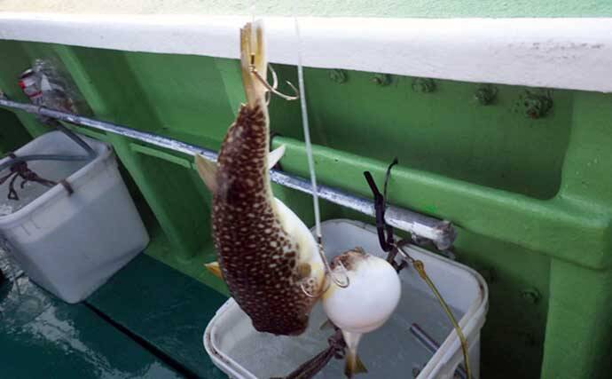 大原沖ショウサイフグ釣りで爆釣【千葉・孝栄丸】カットウ仕掛けで入れ食い