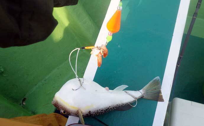 大原沖ショウサイフグ釣りで爆釣【千葉・孝栄丸】カットウ仕掛けで入れ食い
