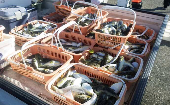 大原沖ショウサイフグ釣りで爆釣【千葉・孝栄丸】カットウ仕掛けで入れ食い