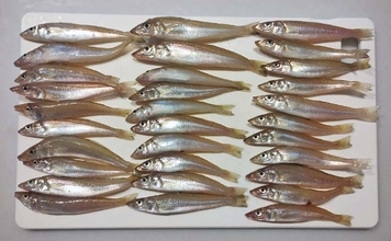 「子どもと一緒に大満足！」福間漁港海浜公園のちょい投げ釣りでキス31尾＆多彩なゲストを手中【福岡】