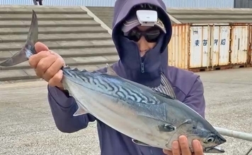 「秋の離島は釣り天国！」伊豆大島のフカセ釣りで55cm良型スマガツオを手中【東京】