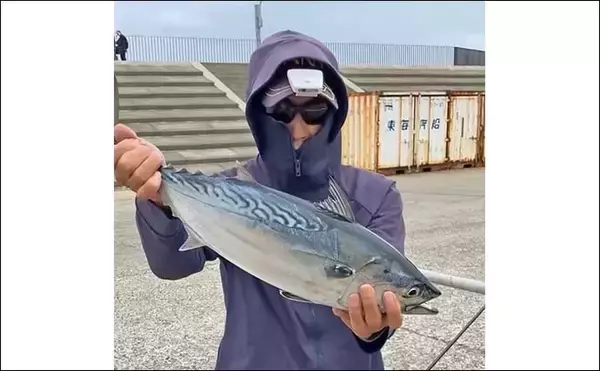 「「秋の離島は釣り天国！」伊豆大島のフカセ釣りで55cm良型スマガツオを手中【東京】」の画像