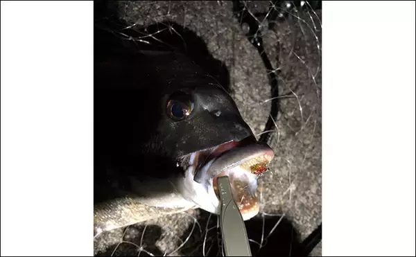 「1年を通して陸っぱり釣りを楽しむ方法 【季節ごとのターゲットと真夏＆真冬の過ごし方】」の画像