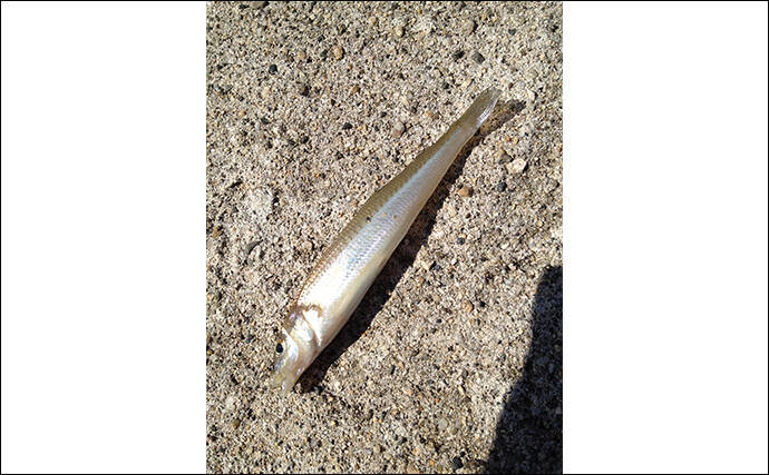 1年を通して陸っぱり釣りを楽しむ方法 【季節ごとのターゲットと真夏＆真冬の過ごし方】