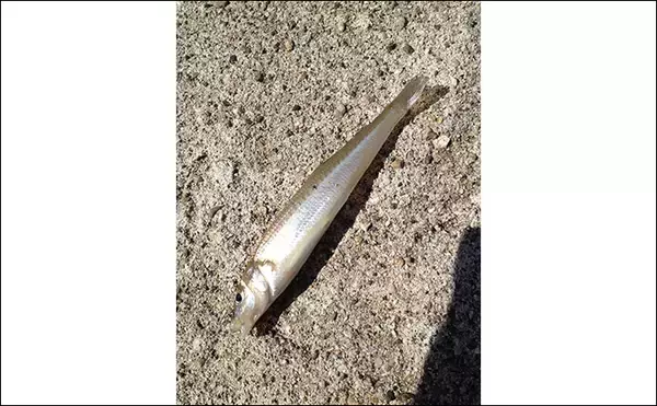 「1年を通して陸っぱり釣りを楽しむ方法 【季節ごとのターゲットと真夏＆真冬の過ごし方】」の画像