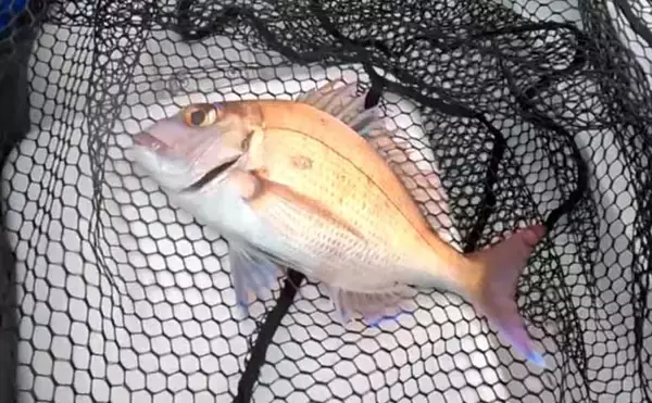 「「カヤックフィッシング初体験に年齢は関係なし！」タイラバでオオモンハタを手中」の画像