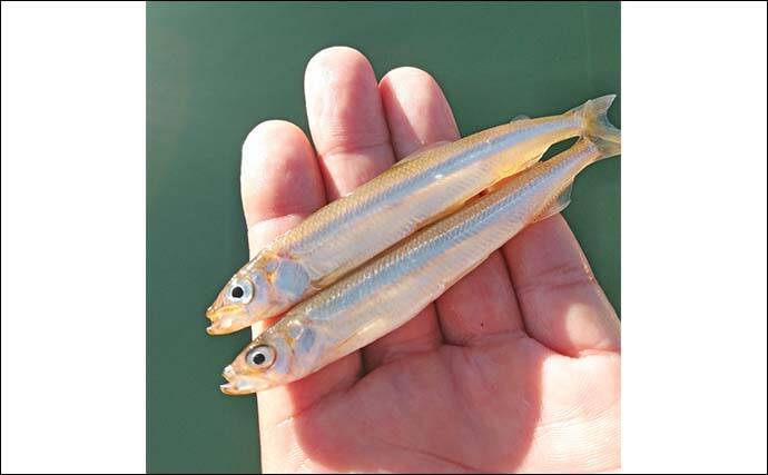 西湖のヒメマス＆ワカサギ釣りが解禁！【遊魚期間・釣り方・仕掛けを解説】