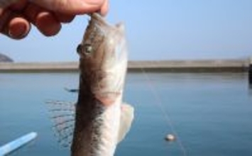 最終盤のハゼ釣りで22cm筆頭に「ヒネハゼ」5匹！　干潟エリアでヒット