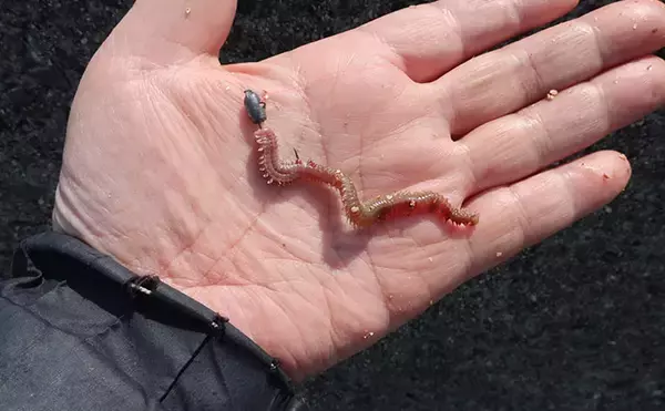 「最終盤のハゼ釣りで22cm筆頭に「ヒネハゼ」5匹！　干潟エリアでヒット」の画像