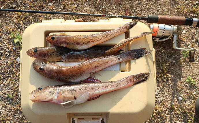 最終盤のハゼ釣りで22cm筆頭に「ヒネハゼ」5匹！　干潟エリアでヒット