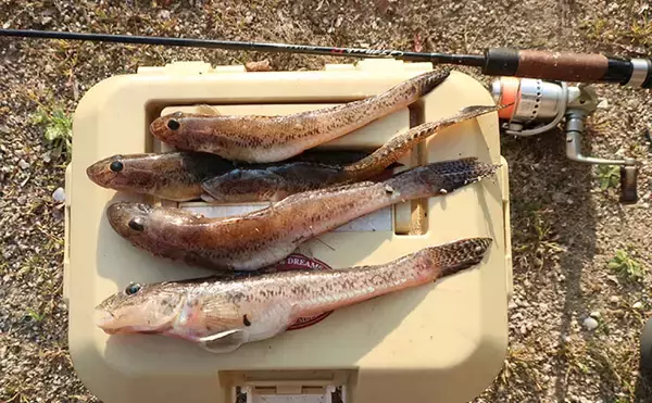 「最終盤のハゼ釣りで22cm筆頭に「ヒネハゼ」5匹！　干潟エリアでヒット」の画像