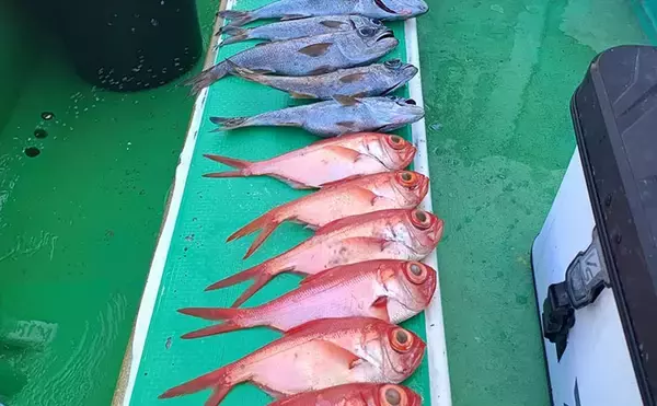 相模湾の深場釣りでキンメにクロムツが続々！【秀吉丸】当たりだった誘いはどれ？