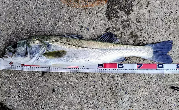 日中の河川で88cm特大ランカーシーバス！ バイブレーションでのボトム狙いが的中
