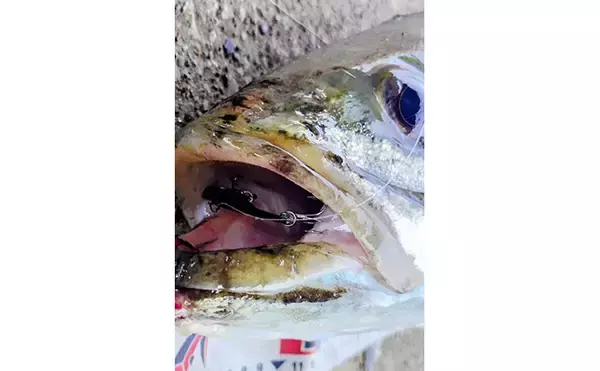 「日中の河川で88cm特大ランカーシーバス！ バイブレーションでのボトム狙いが的中」の画像