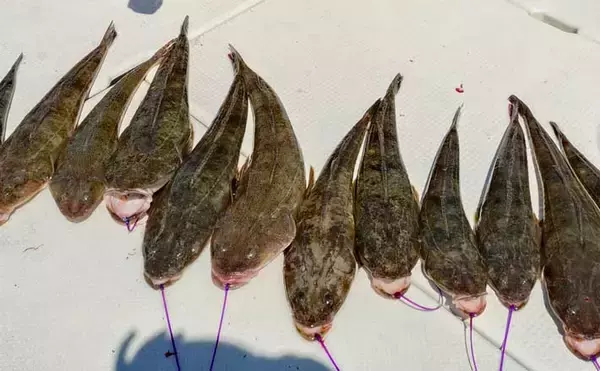 船マゴチ釣りで60cm筆頭に本命乱舞！エサよりルアーに好反応【第八新西丸・山口】