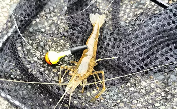 テナガエビ釣りシーズン開幕！ 濁りと増水を攻略して本命キャッチ【福岡・室見川】
