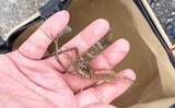 「テナガエビ釣りシーズン開幕！ 濁りと増水を攻略して本命キャッチ【福岡・室見川】」の画像3