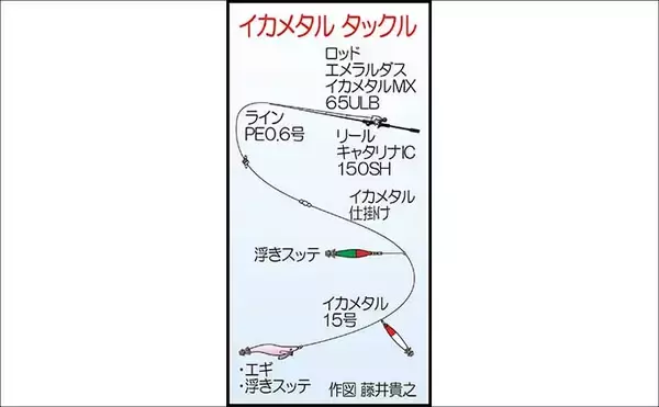 「夜焚きイカメタルで釣った活きイカを泳がせてアラ（クエ）を狙う！【山口】」の画像