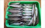 「東京湾の船シロギス釣りで20cm超え極太サイズが続々【進丸】大型狙いのチャンス！」の画像9