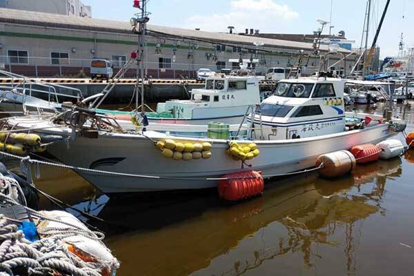 【夜焚きイカ釣果速報】良型ブドウイカ交じりに釣る人100尾超え（福岡）