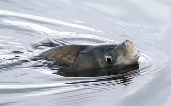 「吉田康雄のザ・チャレンジへらぶな【椎の木湖のデカベラを狙う！：第1回】」の画像