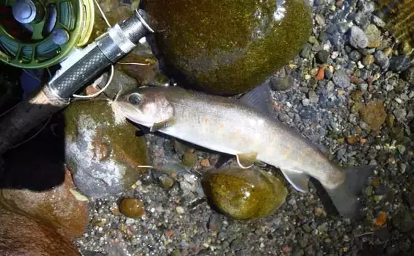 「渓流釣りイチオシ河川ガイド：木曽川水系【長野】貴重なヤマトイワナも生息」の画像