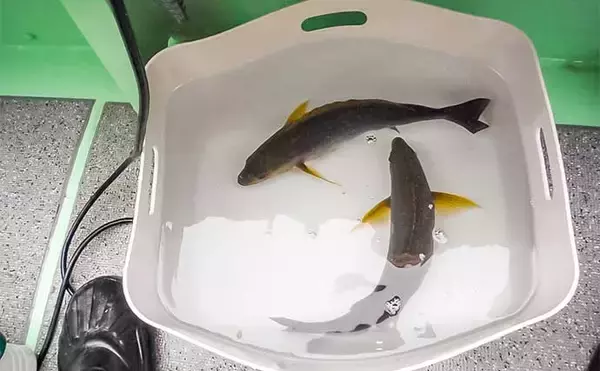 「大山沖の乗合船でイサキ8匹＆良型アジを手中【愛知・七福丸】釣果の決め手は細仕掛け？」の画像