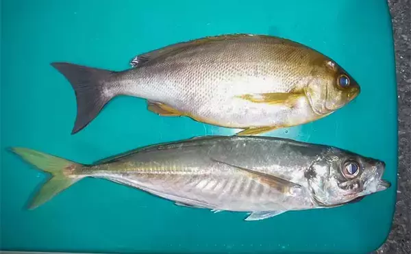 「大山沖の乗合船でイサキ8匹＆良型アジを手中【愛知・七福丸】釣果の決め手は細仕掛け？」の画像