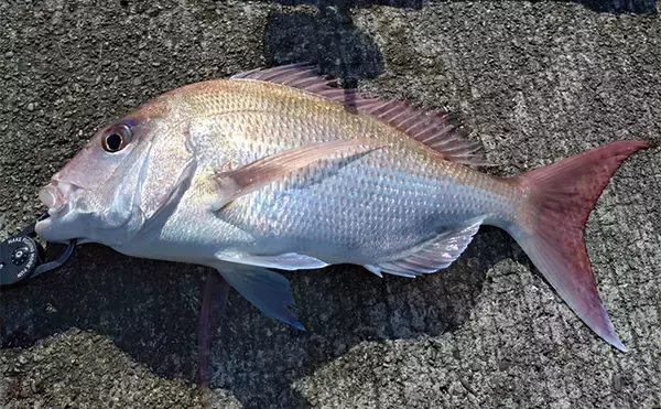 育児の隙間時間でエギングしたら想定外の大物がヒット！  52cm良型マダイが浮上