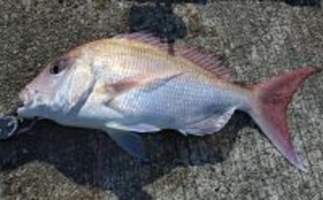 育児の隙間時間でエギングしたら想定外の大物がヒット！  52cm良型マダイが浮上