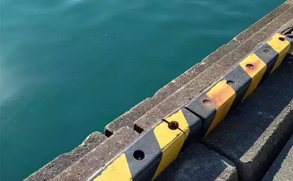 「育児の隙間時間でエギングしたら想定外の大物がヒット！  52cm良型マダイが浮上」の画像