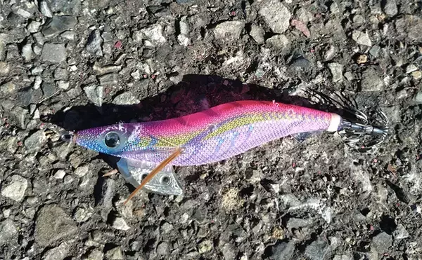 「育児の隙間時間でエギングしたら想定外の大物がヒット！  52cm良型マダイが浮上」の画像