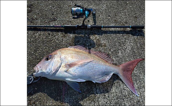 育児の隙間時間でエギングしたら想定外の大物がヒット！  52cm良型マダイが浮上