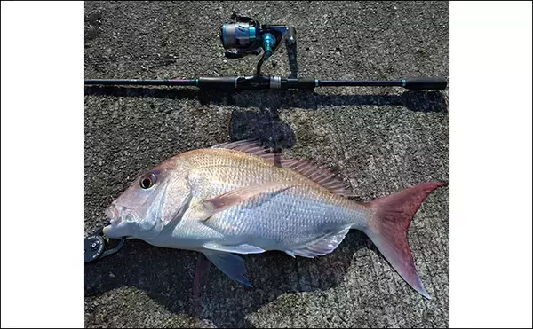 「育児の隙間時間でエギングしたら想定外の大物がヒット！  52cm良型マダイが浮上」の画像