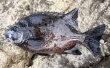 「餌代0円の「貧乏スタイル？」石物釣りで見事にイシガキダイを手中！【伊豆半島・地磯】」の画像1