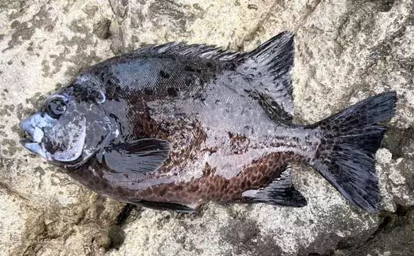 餌代0円の「貧乏スタイル？」石物釣りで見事にイシガキダイを手中！【伊豆半島・地磯】