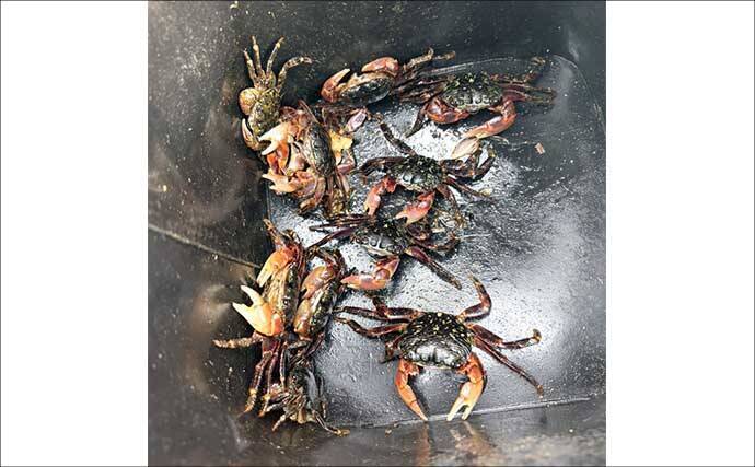 餌代0円の「貧乏スタイル？」石物釣りで見事にイシガキダイを手中！【伊豆半島・地磯】