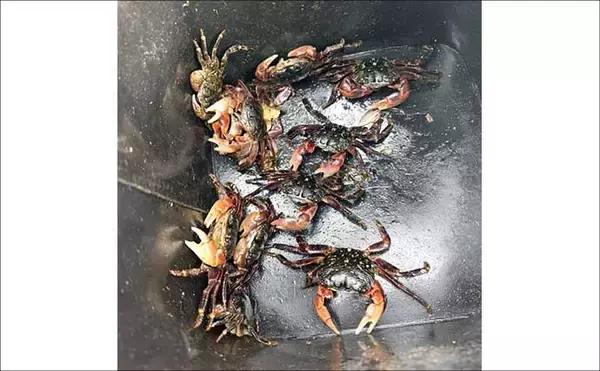 「餌代0円の「貧乏スタイル？」石物釣りで見事にイシガキダイを手中！【伊豆半島・地磯】」の画像