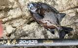 「餌代0円の「貧乏スタイル？」石物釣りで見事にイシガキダイを手中！【伊豆半島・地磯】」の画像4