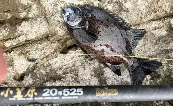 「餌代0円の「貧乏スタイル？」石物釣りで見事にイシガキダイを手中！【伊豆半島・地磯】」の画像