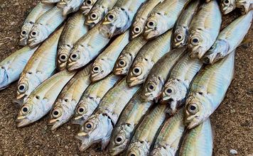 関西サビキ釣り釣果速報：夕マヅメの『大阪南港魚つり園』で豆アジ入れ食いで47匹手中